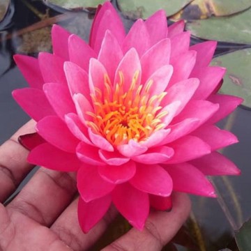 Nymphaea siam lucky nelumbogarden waterlilies 4