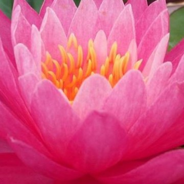 Nymphaea siam lucky nelumbogarden waterlilies 5