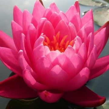 Nymphaea siam lucky nelumbogarden waterlilies 6