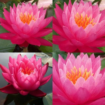 Nymphaea siam lucky nelumbogarden waterlilies 7