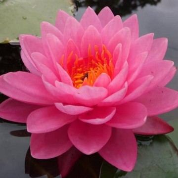 Nymphaea siam nymph nelumbogarden water lilies matthis hazeleger water lilies 1.jpg