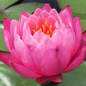 Nymphaea siam nymph nelumbogarden water lilies matthis hazeleger water lilies 4.jpg