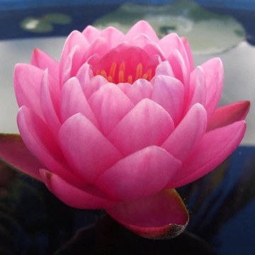 Nymphaea siam nymph nelumbogarden water lilies matthis hazeleger water lilies 5.jpg