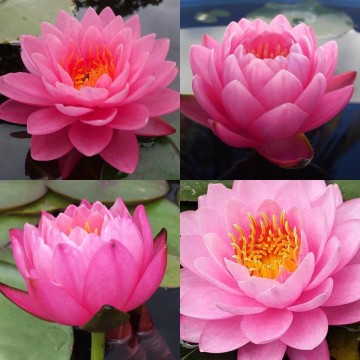 Nymphaea siam nymph nelumbogarden water lilies matthis hazeleger water lilies 6.jpg