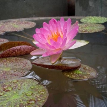 Nymphaea siam pink nelumbogarden waterlilies 5