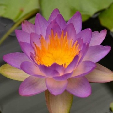 Nymphaea siam purple 1 nelumbogarden waterlilies 2