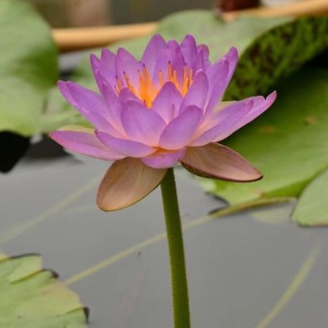 Nymphaea siam purple 1 nelumbogarden waterlilies 3