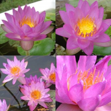 Nymphaea siam purple 2 nelumbogarden waterlilies 3