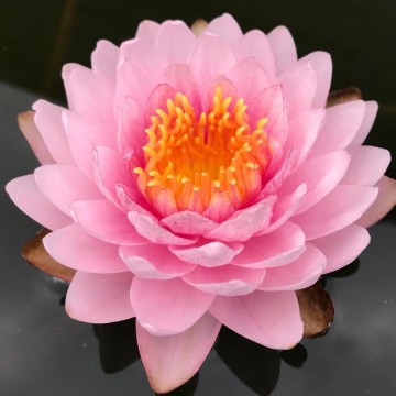 Nymphaea siam rose nelumbogarden waterlilies 1