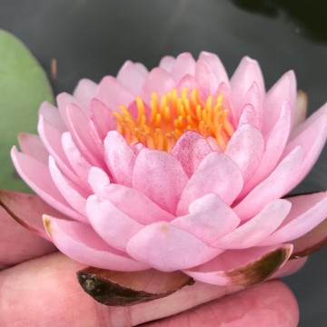Nymphaea siam rose nelumbogarden waterlilies 4