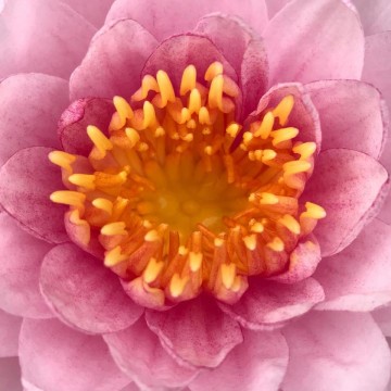 Nymphaea siam rose nelumbogarden waterlilies 5