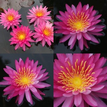 Nymphaea siriporn nelumbogarden waterlilies matthijs hazeleger water lilies 2.jpg