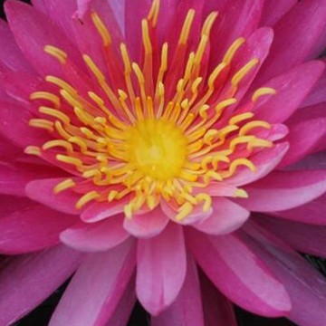 Nymphaea siriporn nelumbogarden waterlilies matthijs hazeleger water lilies 5.jpg