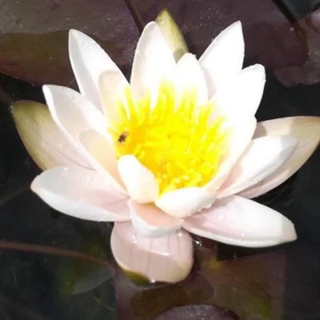 Nymphaea snow princess nelumbogarden waterlilies 2