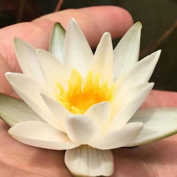 Nymphaea snow princess nelumbogarden waterlilies 6