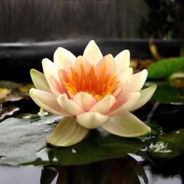 Nymphaea solfatare nelumbogarden waterlilies 1