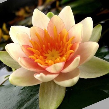 Nymphaea solfatare nelumbogarden waterlilies 3