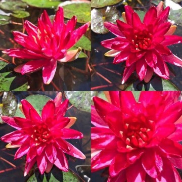 Nymphaea steven strawn nelumbogarden waterlilies 3