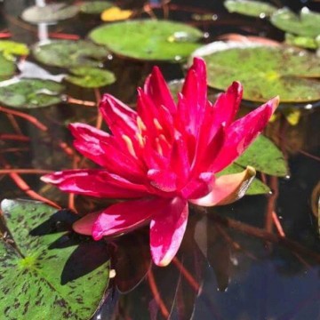 Nymphaea steven strawn nelumbogarden waterlilies 4