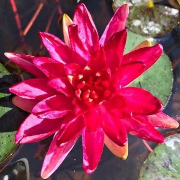 Nymphaea steven strawn nelumbogarden waterlilies 5