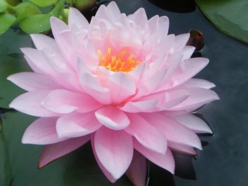 Nymphaea strawberry milkshake nelumbogarden 1