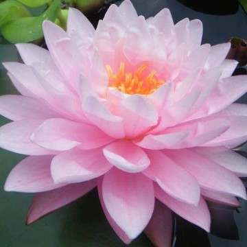 Nymphaea strawberry milkshake nelumbogarden waterlilies 1
