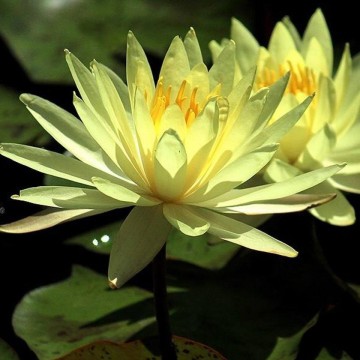 Nymphaea sulphurea nelumbogarden waterlilies 1