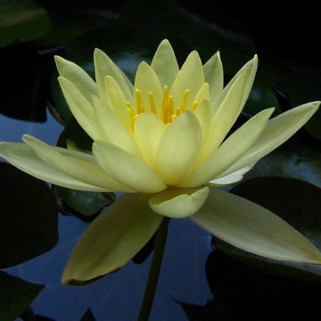 Nymphaea sulphurea nelumbogarden waterlilies 3