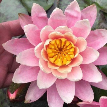 Nymphaea sunfire nelumbogarden waterlilies  4