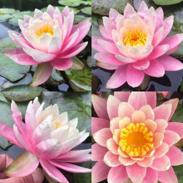 Nymphaea sunfire nelumbogarden waterlilies  5