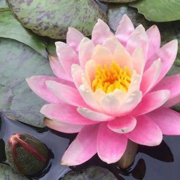 Nymphaea sunfire nelumbogarden waterlilies  6