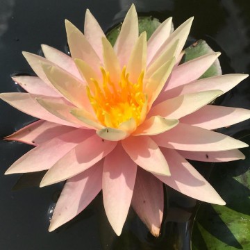 Nymphaea sunny pink nelumbogarden waterlilies 1
