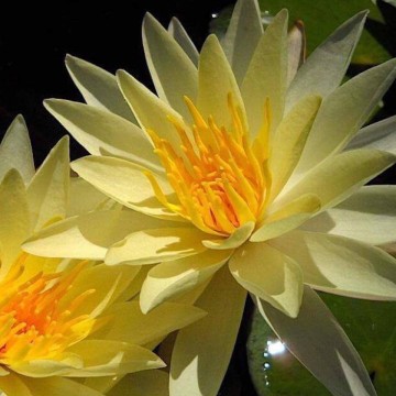 Nymphaea sunrise nelumbo garden matthijs hazeleger waterlelies 4