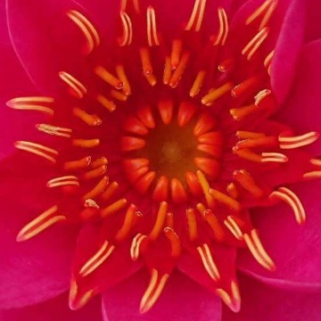 Nymphaea tan khwan nelumbogarden waterlilies 2