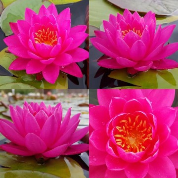 Nymphaea tan khwan nelumbogarden waterlilies 3
