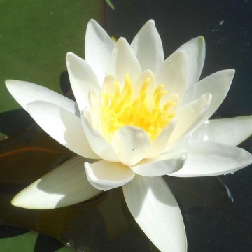 Nymphaea tetragona nelumbogarden waterlilies 1