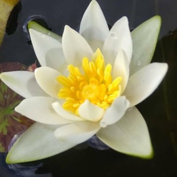 Nymphaea tetragona nelumbogarden waterlilies 2