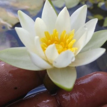 Nymphaea tetragona nelumbogarden waterlilies 4