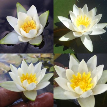 Nymphaea tetragona nelumbogarden waterlilies 5