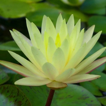 Nymphaea texas dawn nelumbogarden waterlilies 4