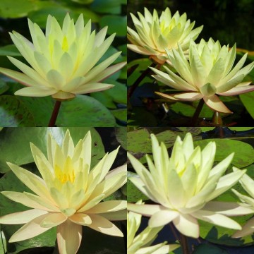 Nymphaea texas dawn nelumbogarden waterlilies 5