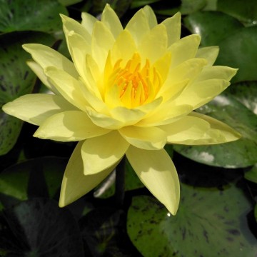 Nymphaea thongsub nelumbogarden waterlilies 1