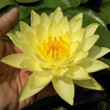 Nymphaea thongsub nelumbogarden waterlilies 5