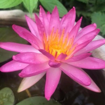 Nymphaea