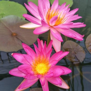 Nymphaea tropic star nelumbogarden waterlelies matthijs hazeleger waterlelies 2 0