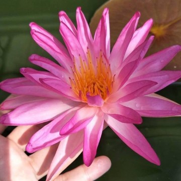 Nymphaea tropic star nelumbogarden waterlelies matthijs hazeleger waterlelies 4 0