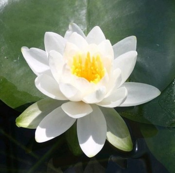 Nymphaea tuberosa richardsonii nelumbogarden waterlilies 2