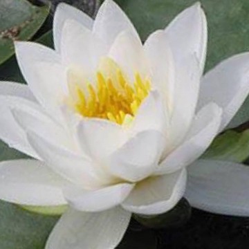 Nymphaea tuberosa richardsonii nelumbogarden waterlilies 5