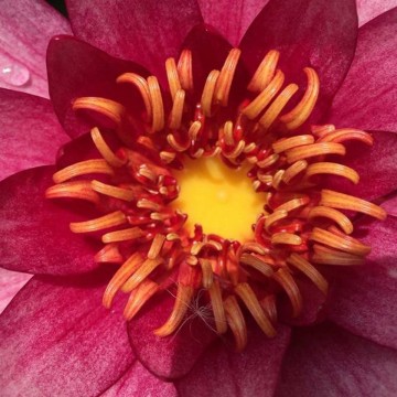 Nymphaea vesuve nelumbogarden waterlilies 2