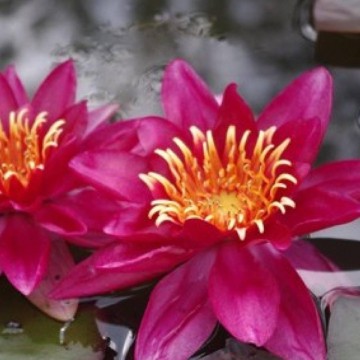 Nymphaea vesuve nelumbogarden waterlilies 3